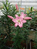 [5217 Master VZ No02.JPG]